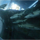 Illustration for article titled Dubais 2 Million Gallon Shark Tank Is Leaking